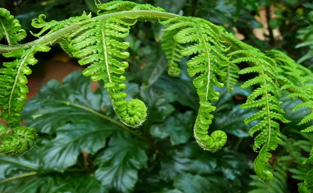 仙人掌墨西哥国花,仙人掌哪个国家的国花