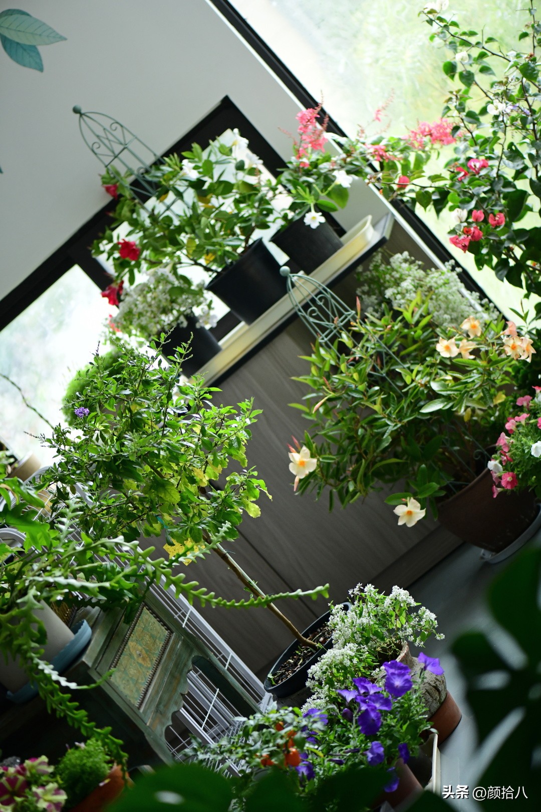 天冷怎么注意植物冻死,植物怕冷怎么过冬