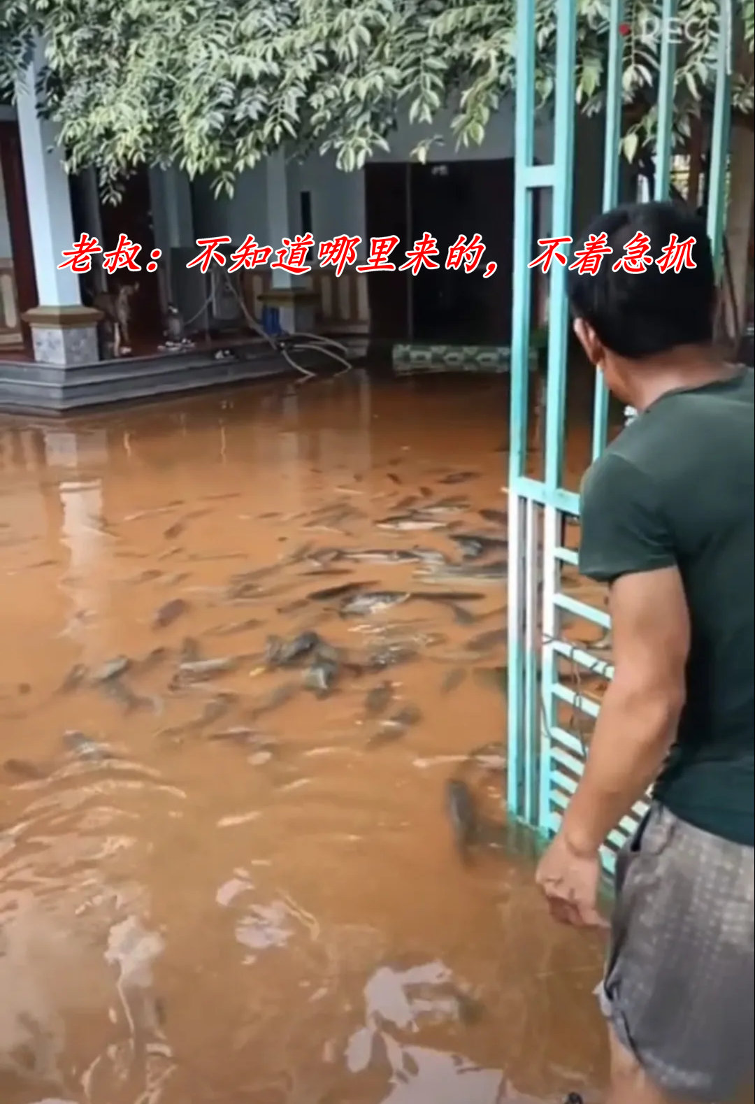 暴雨后广西老叔家里游进一群“食人鲳”，老叔懵圈：不知道哪来的