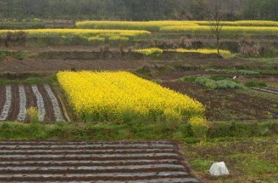 出嫁女户口迁移有什么手续,出嫁女户口在农村的政策