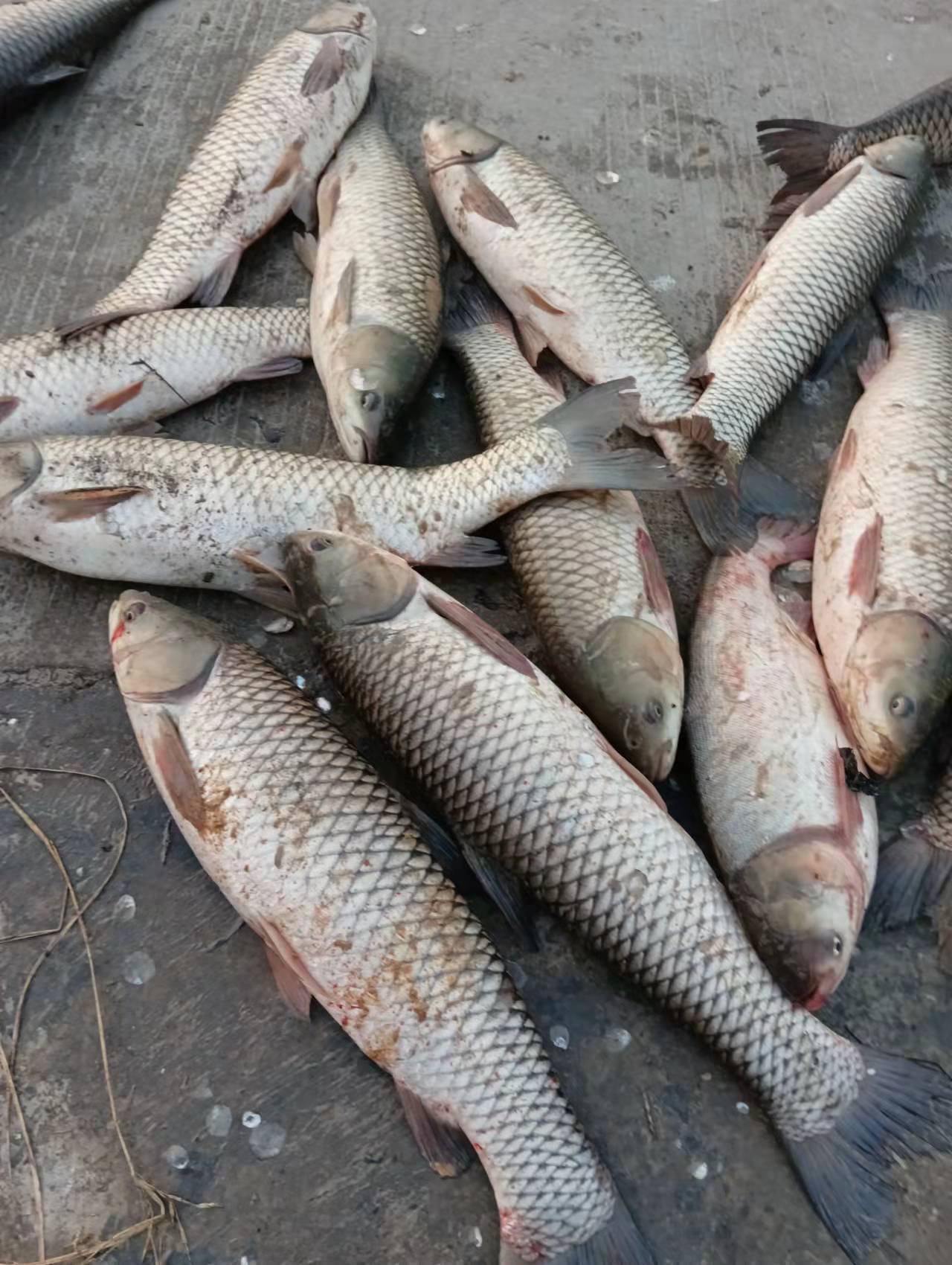 野钓用红虫钓小鱼闹窝怎么办,野钓小鱼闹窝怎么解