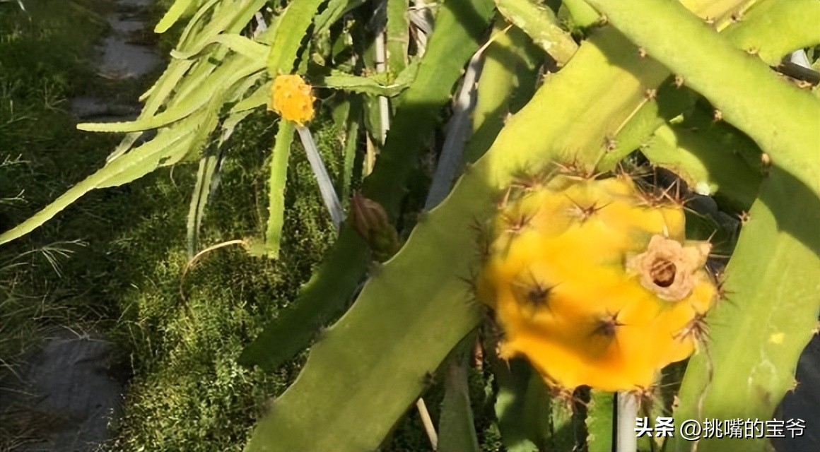 燕窝果跟黄色火龙果有什么区别,燕窝火龙果和黄皮火龙果区别