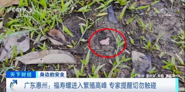 福寿螺寄生虫病例,福寿螺寄生虫感染人体途径