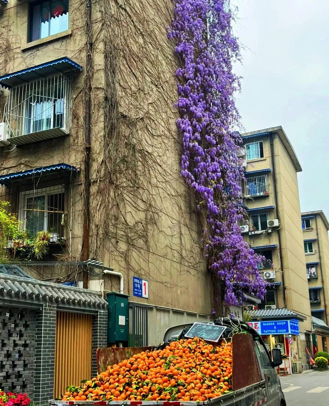 紫藤花成都周边,成都1号桥紫藤花