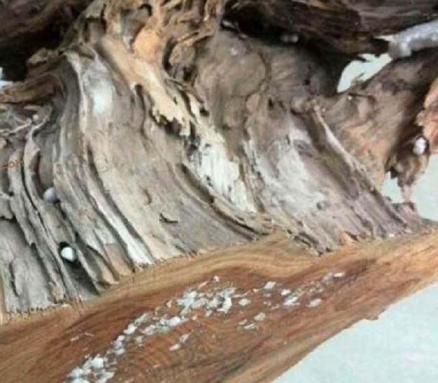 山西小伙卖房、花光百万，买了一屋烂树根，11年后价值无法估量