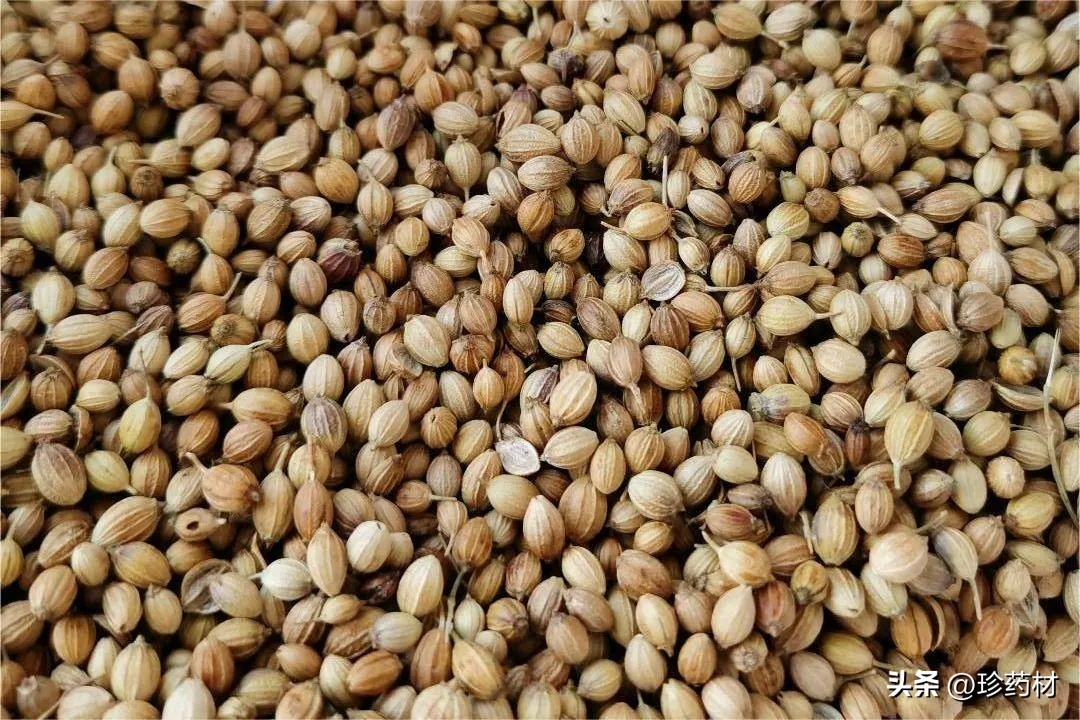 10月13日中药材市场快讯：川芎、猪苓、白前、木蝴蝶、肉桂、麦冬