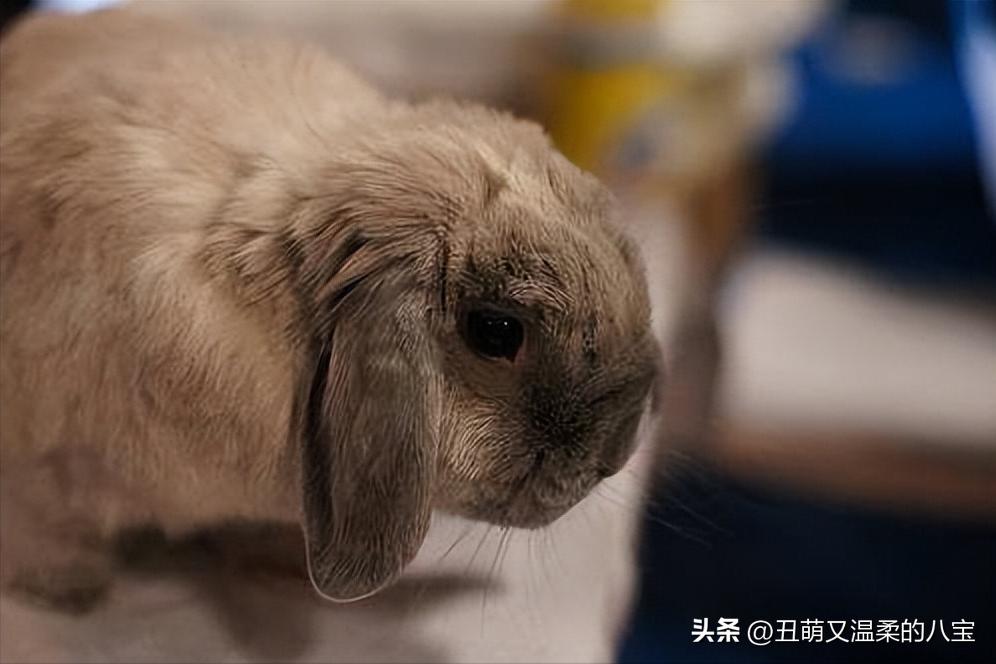 兔子便秘会自愈吗,兔子便秘了怎么快速通便