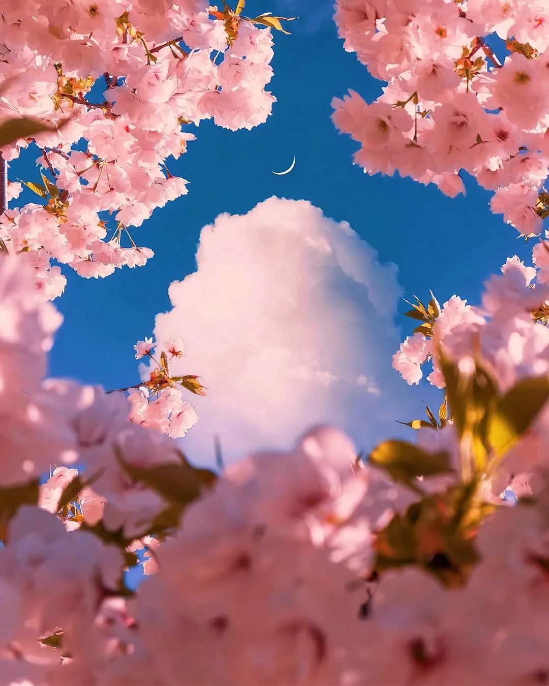 春分至燕归来下一句,春分至燕归来正是人间好时光