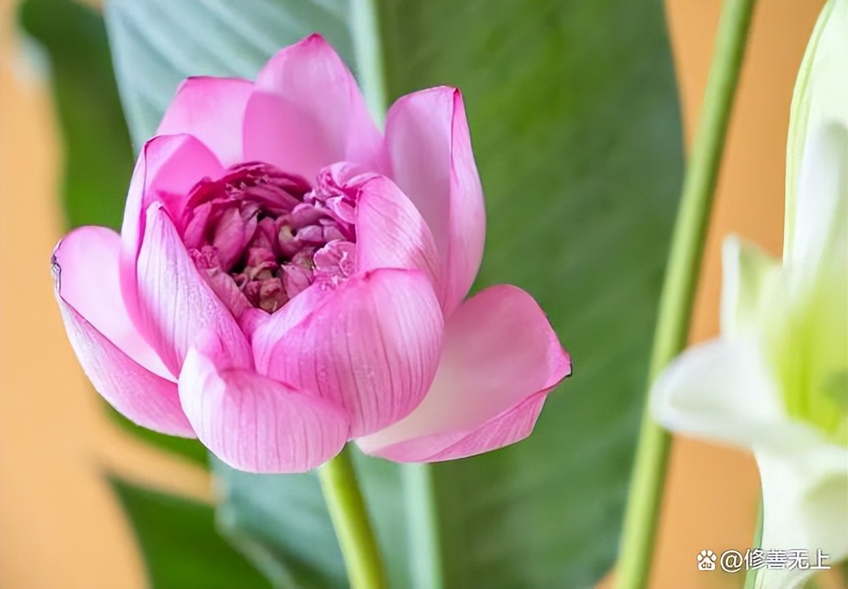 男不带天，女不带仙，关于名字的学问，你知道吗？