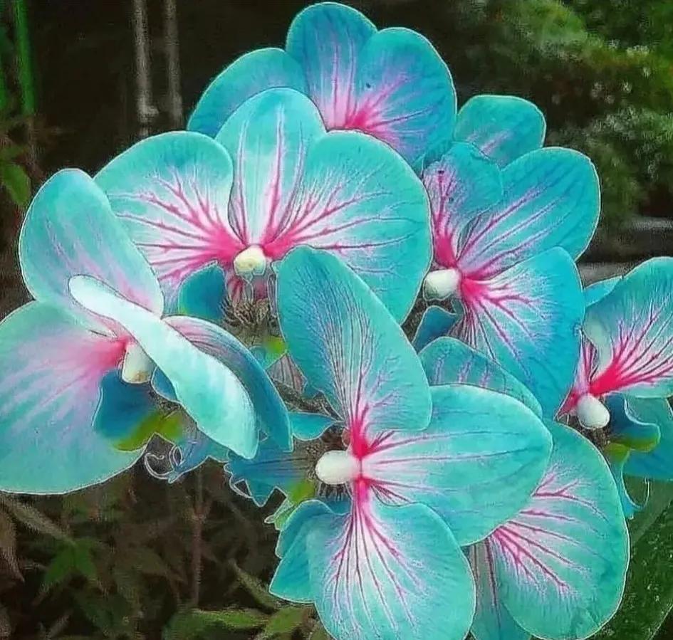 兰花的唯美图片,珍稀兰花各色大全