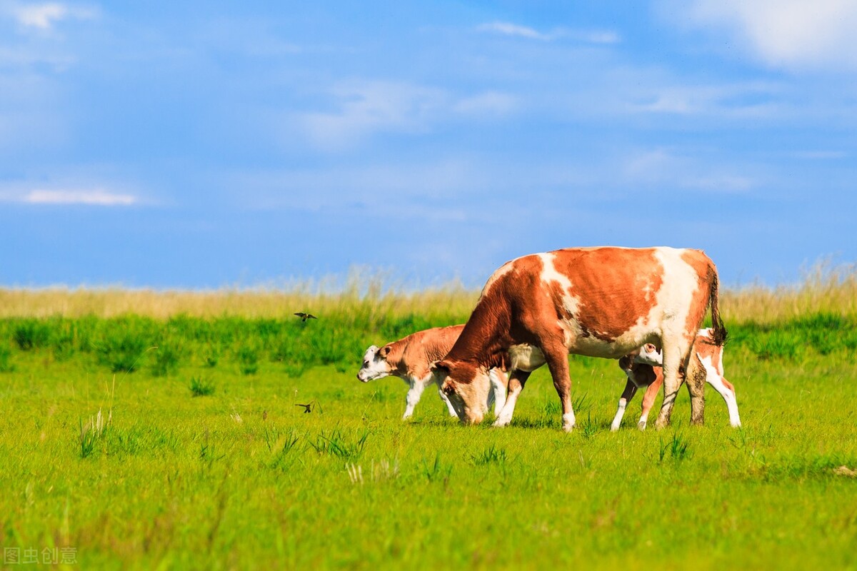短文介绍了牛的哪些特点,说明文写一写牛的外形特点
