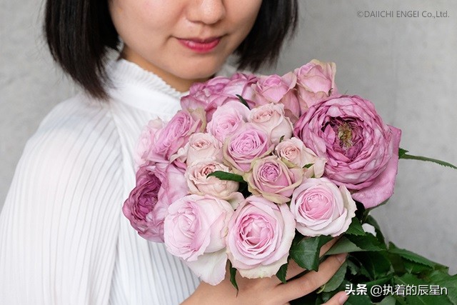 女孩你真的了解玫瑰花吗？三个步骤让你明白男朋友送你玫瑰的意思