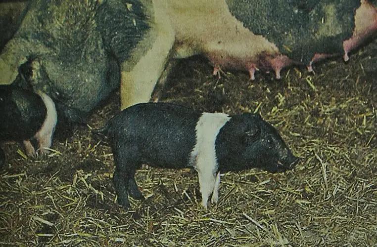 西西里尼罗猪的全基因组群体在意大利和世界性品种的框架