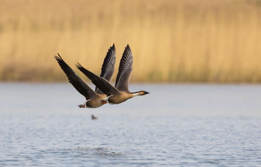 郭德纲有四不吃，分别为：牛、鸿雁、乌鱼、狗，为什么不吃呢？