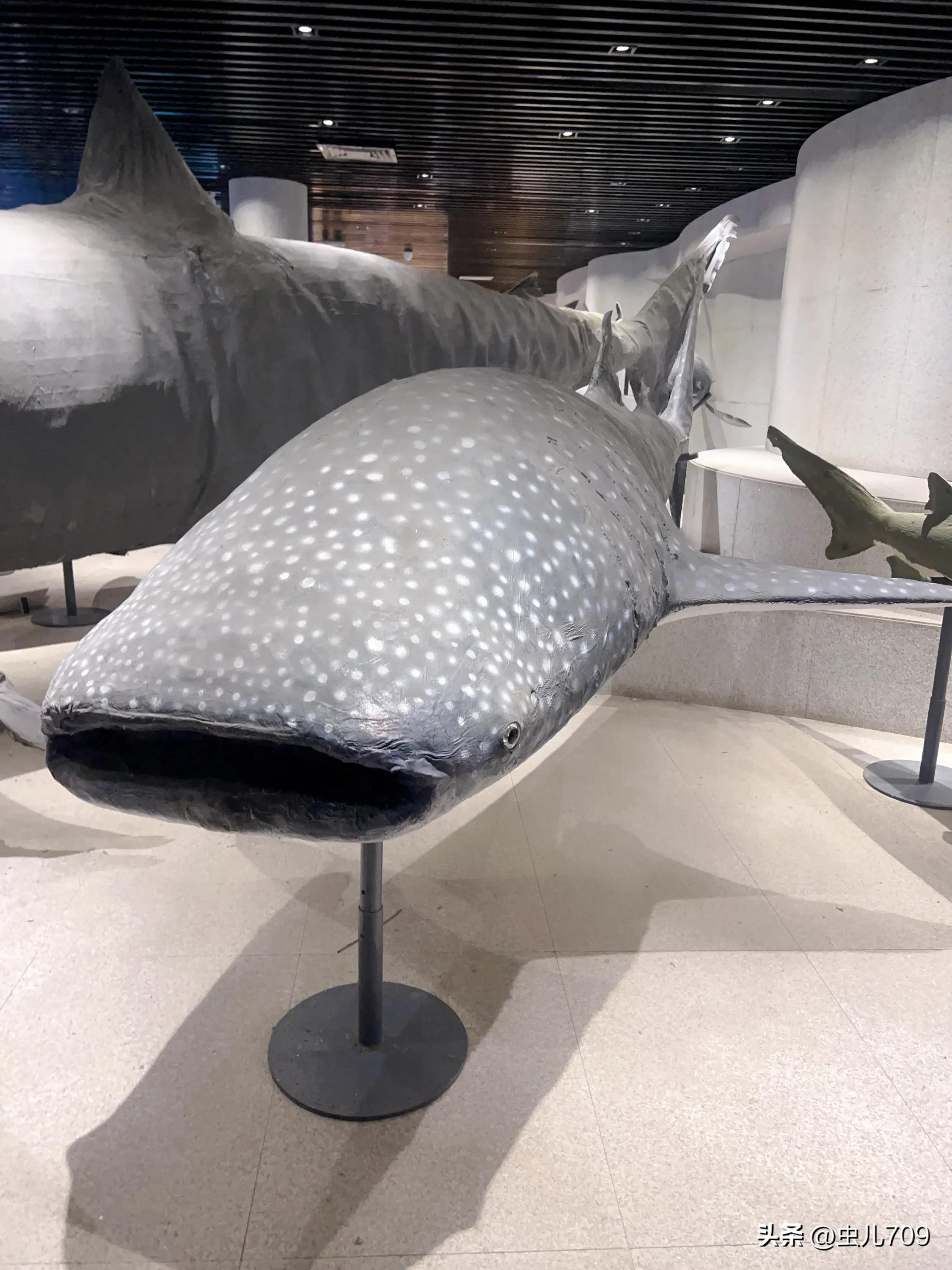 青岛海底世界视频,青岛海底世界和极地海洋世界