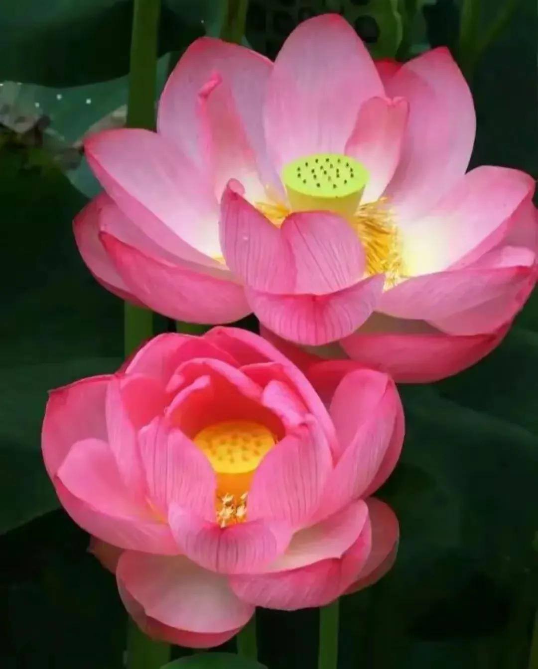 莲出淤泥而不染濯清涟而不妖,荷花出泥而不染芙蓉出水更娇艳