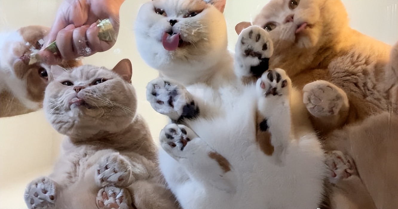 家庭用玻璃桌,家庭专用玻璃桌