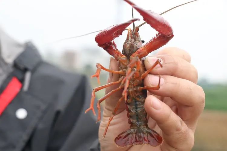 撂荒地变产业田有稻有蛙有虾有收入