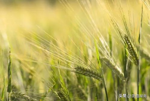立夏的节气习俗是什么,二十四节气立夏的习俗