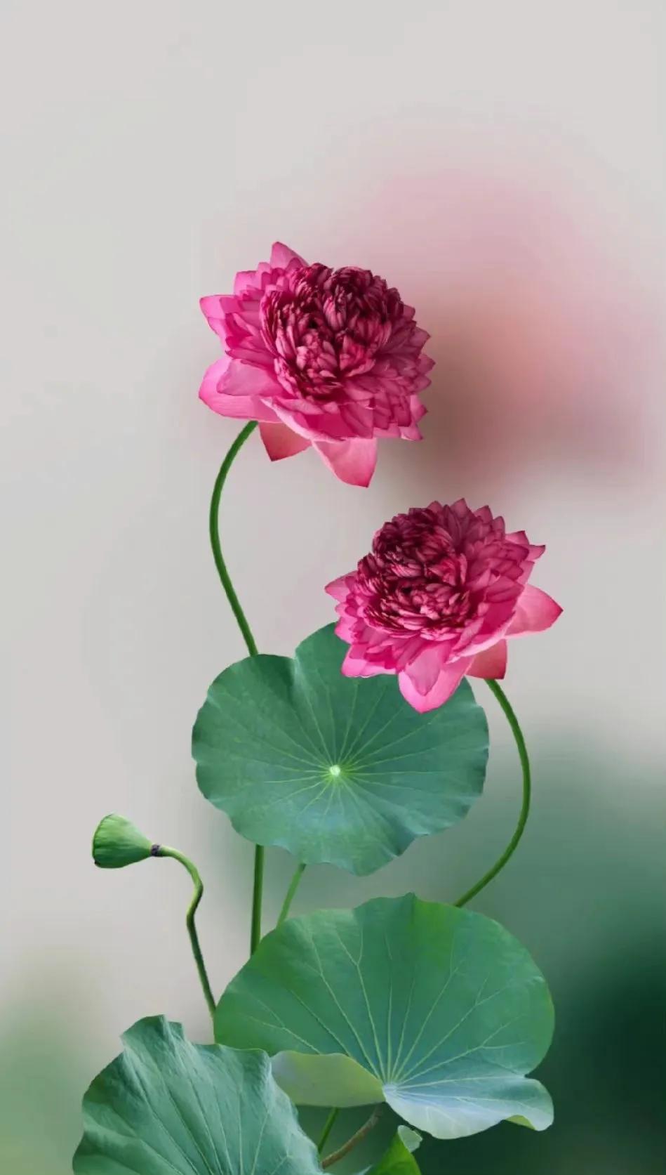 最美荷花古诗图片,诗词荷花图片大全