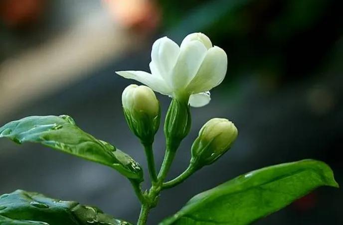 12星座专属什么植物好养,十二星座最适合养什么植物花