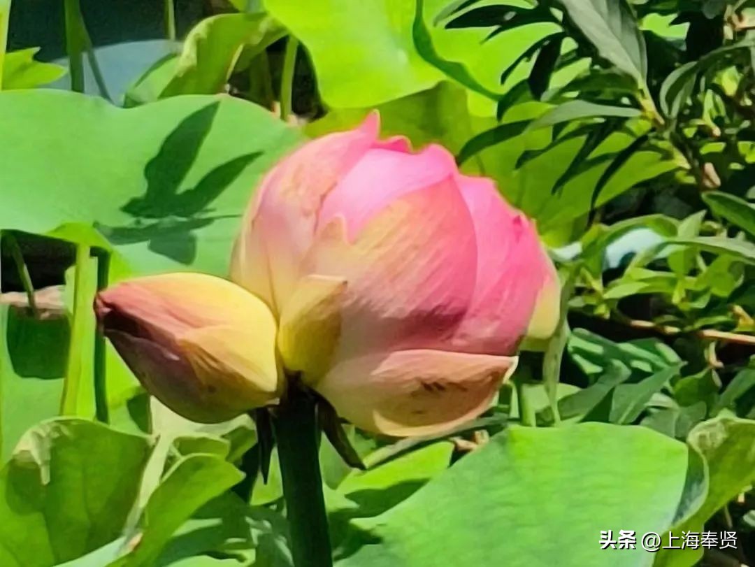 夏日赏荷好去处,奉贤哪里可以赏荷花