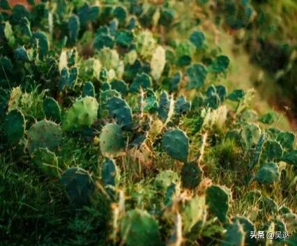 女生的口红竟然是虫子做的,美女口红里有虫子