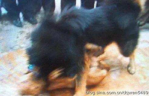 黑子狗狗,黑子狗狗视频