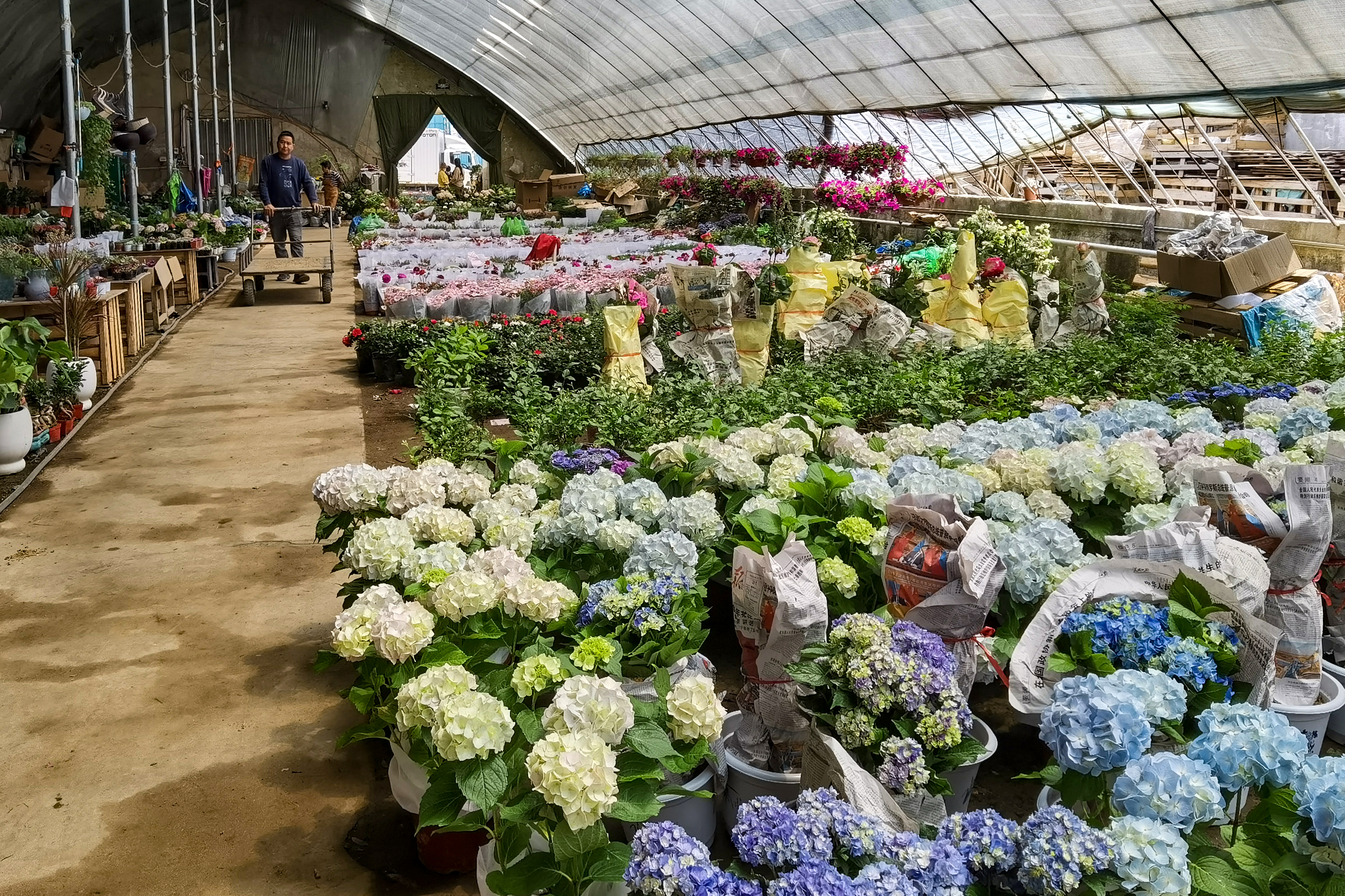 沈阳南井花卉市场,沈阳市南井花卉市场地址