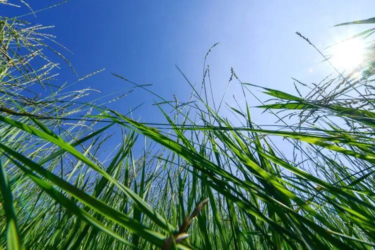 绿草原小肥羊,内蒙古草原羊草