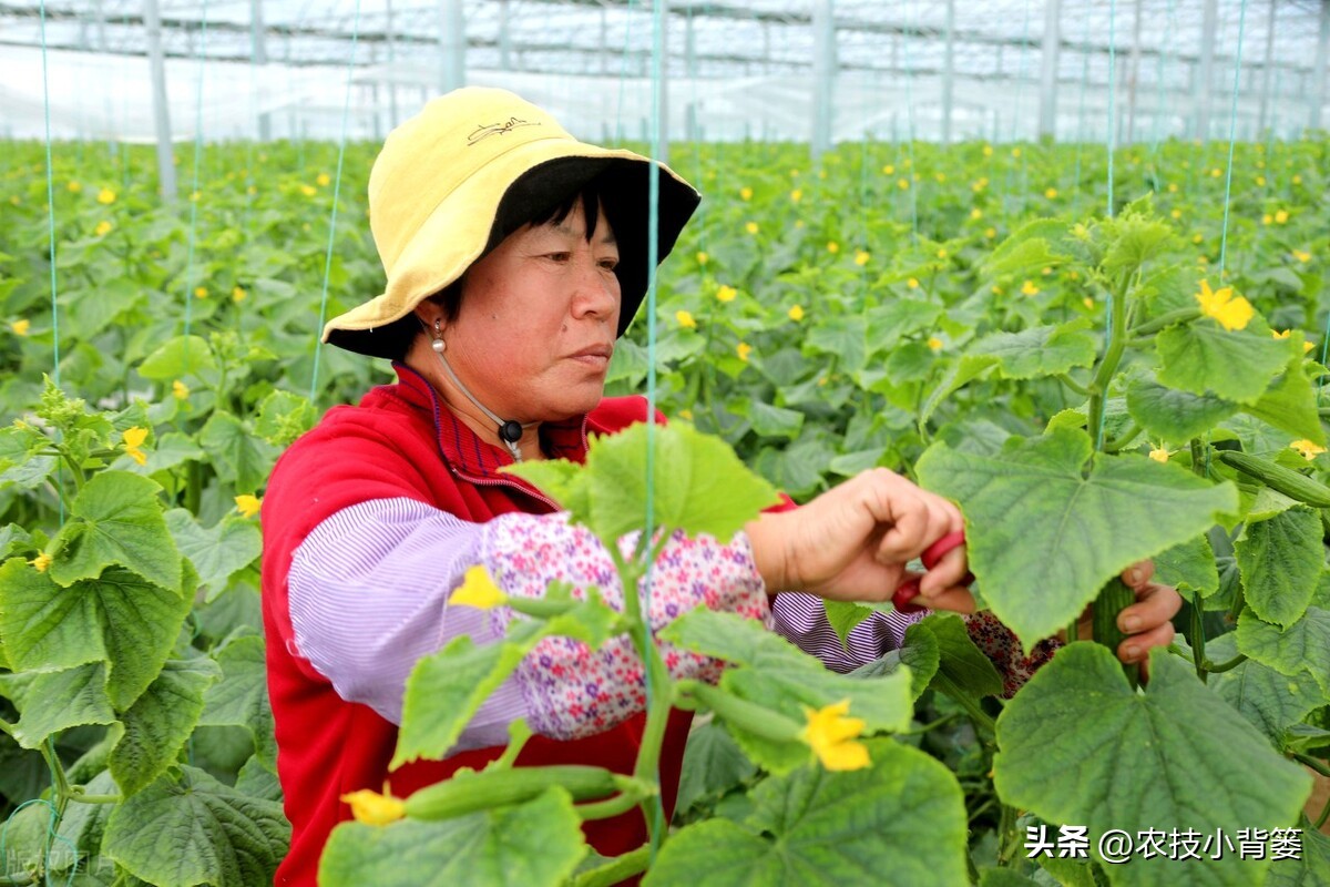 颜色不同的蛋白,各种规格鱼蛋白