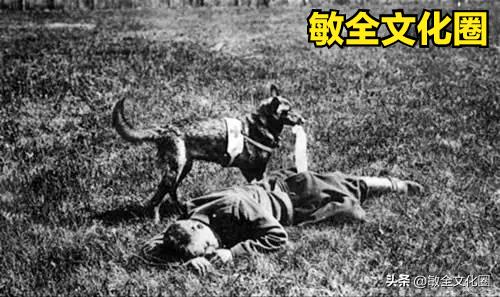 以后，我们一起去遛机器狗，相亲交友！