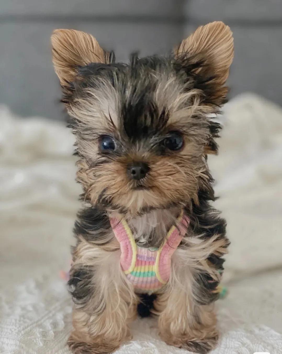 新手适合养什么中小型犬,中小型犬家养推荐新手