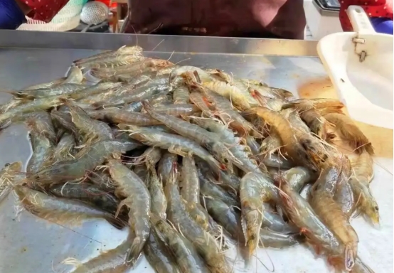买虾不抓虾的方法,买虾的正确方法和注意事项