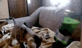 瑞士猫和俄罗斯猫,俄罗斯猫西伯利亚猫