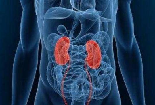 冬季补精养肾吃什么食物,冬季养肾日常做到哪八点