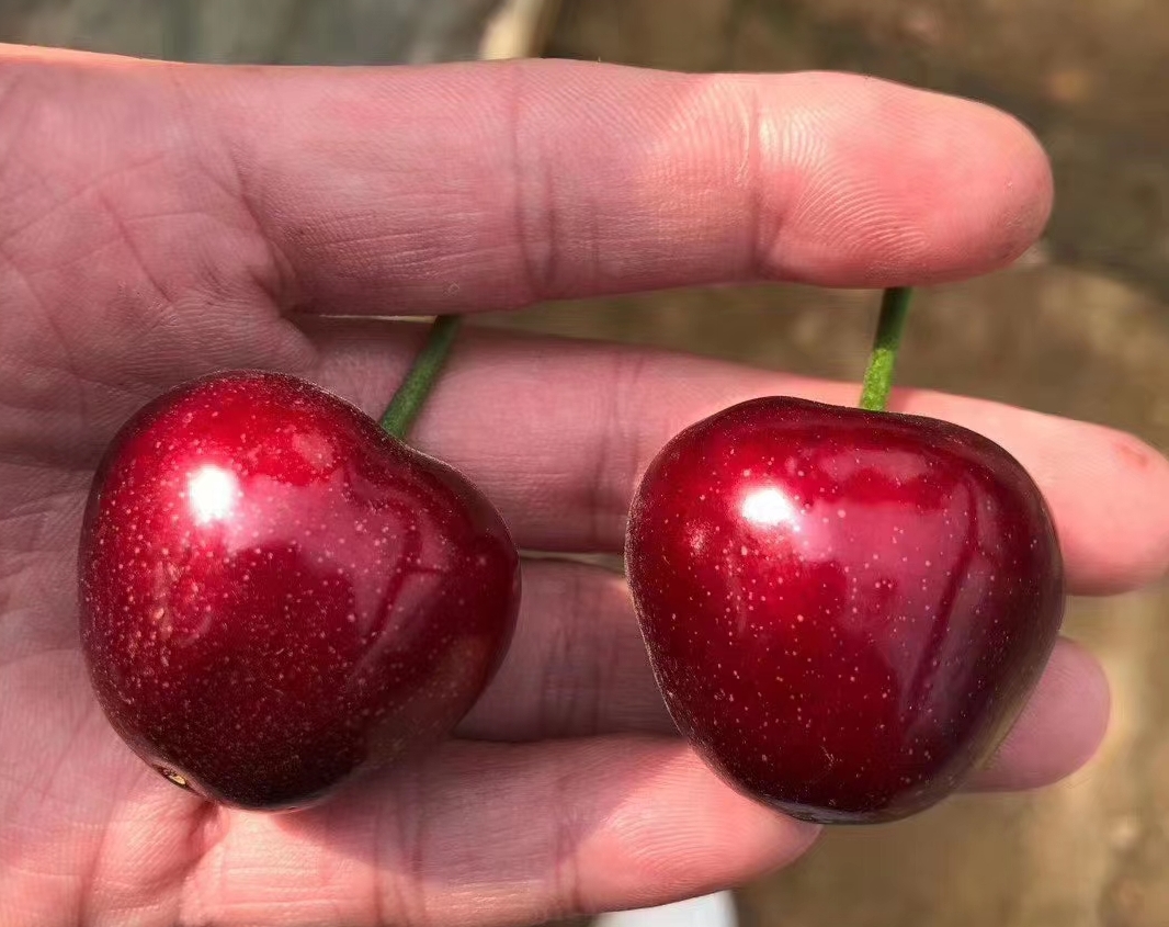 智利车厘子价格变化,智利车厘子真实价格7块一斤