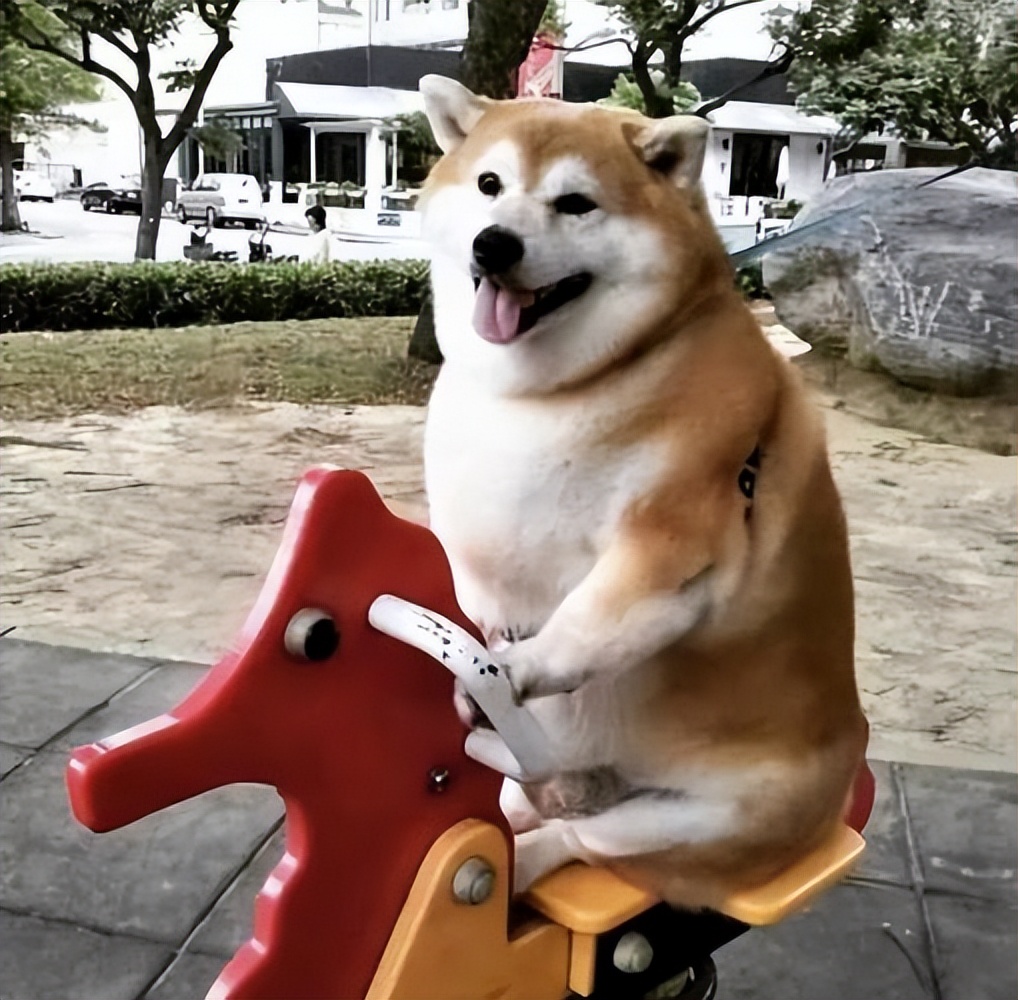 用养人的方法养狗,长期养猫的6大好处