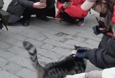 盘点那些有铁头功的猫咪 (盘点世界上那些有编制的猫咪)