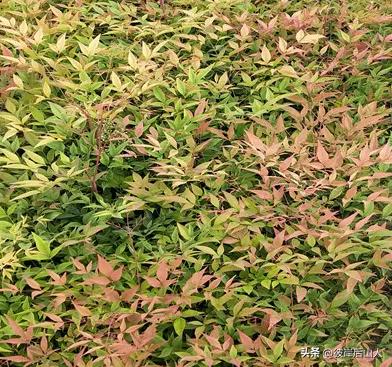 景观地被植物价格,地被植物优良品种