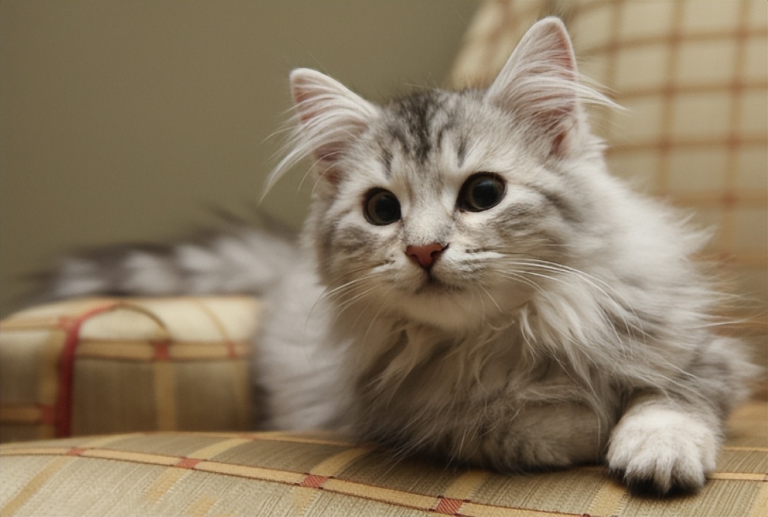 新猫来家原住民会不高兴吗,新猫到家怎么守护原住民