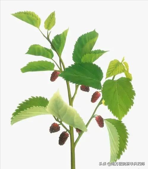 散结祛风湿肢体麻的中药,风湿痹痛风疹瘙痒是什么意思