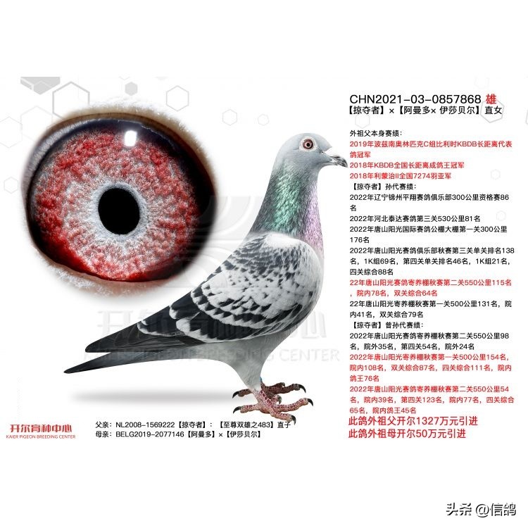 开尔拍卖2018,开尔大棚拍卖会