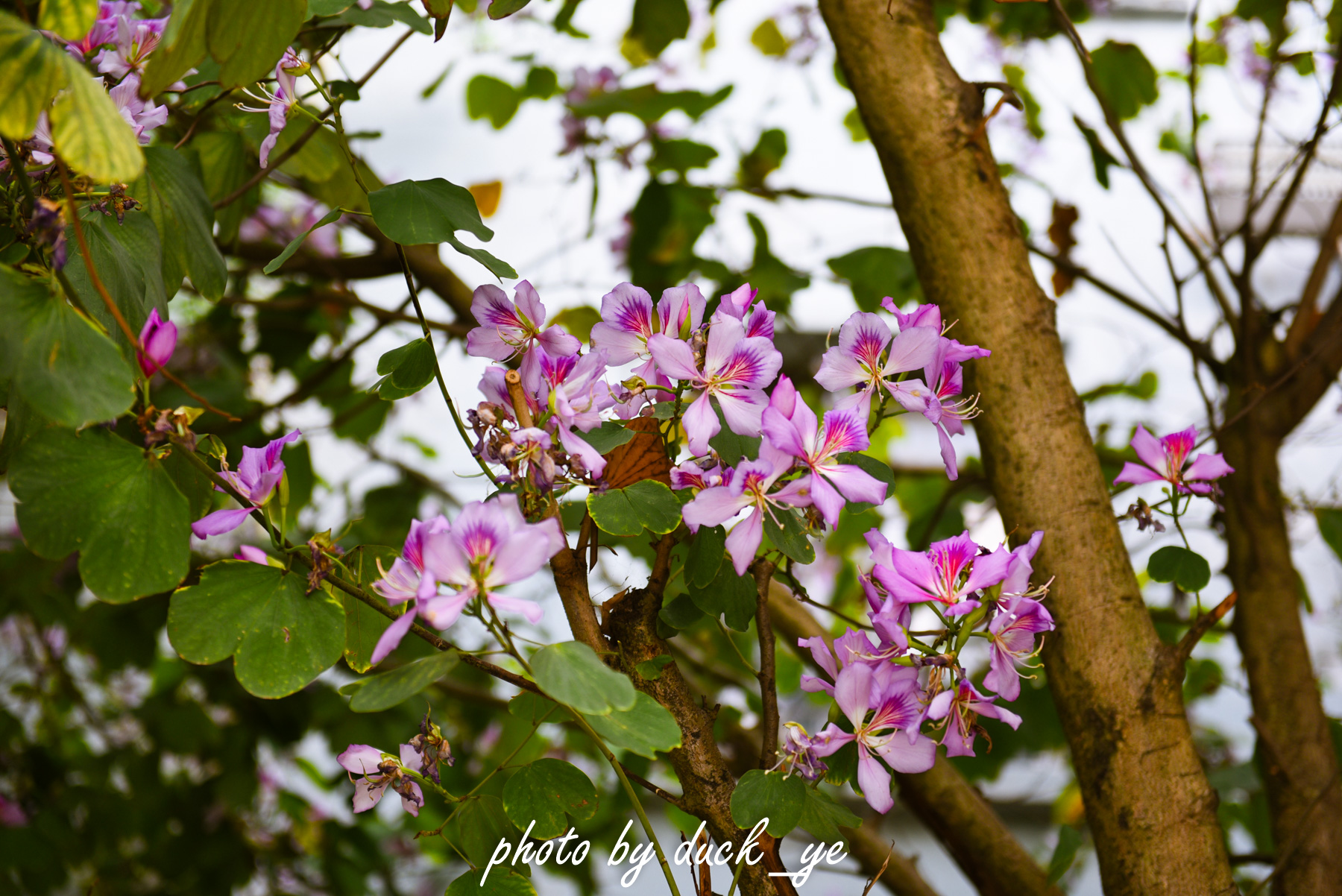 广州闹市古寺,广州闹市中的古建筑