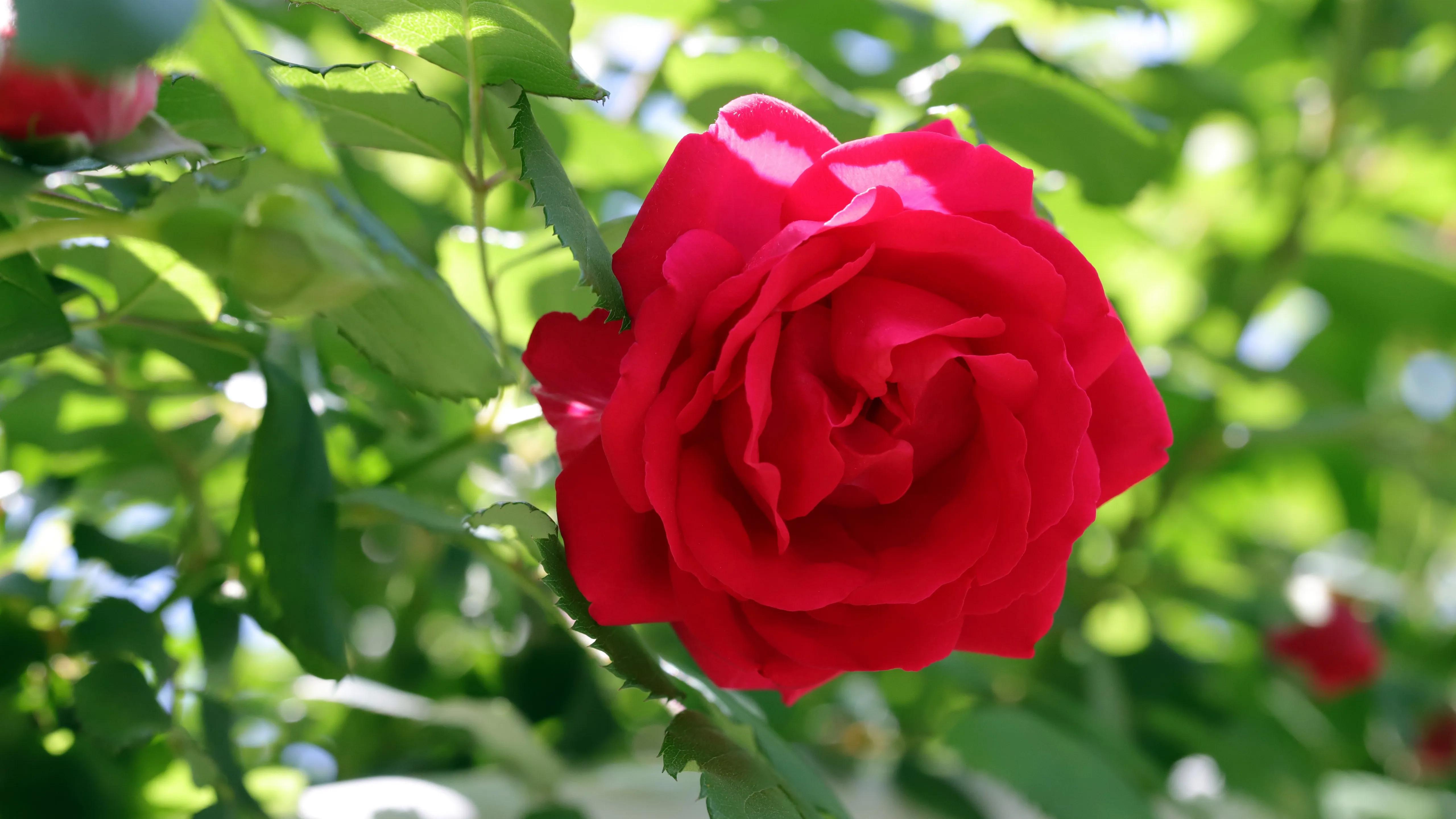 玫瑰花自己种也浪漫,怎么样种玫瑰花才漂亮