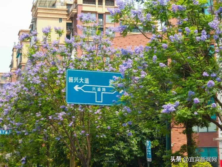 泸州蓝花楹打卡地,蓝花楹打卡点照片