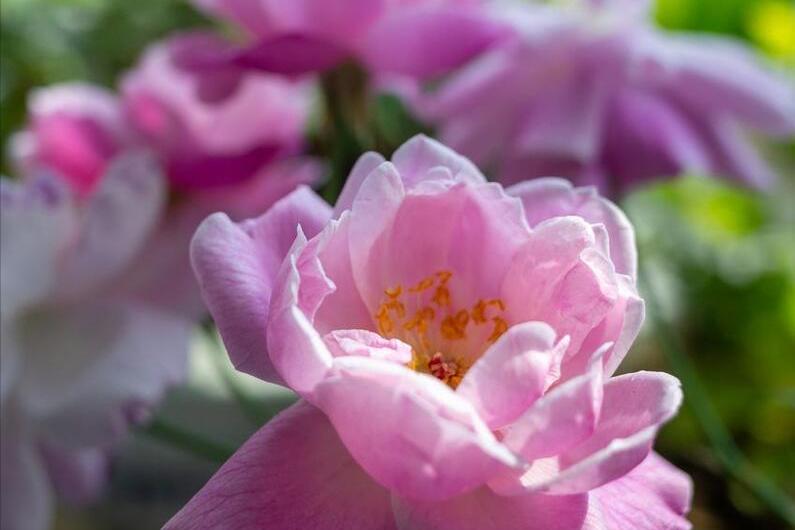 蔷薇叶子干枯了怎么补救,蔷薇叶子发黄是什么原因