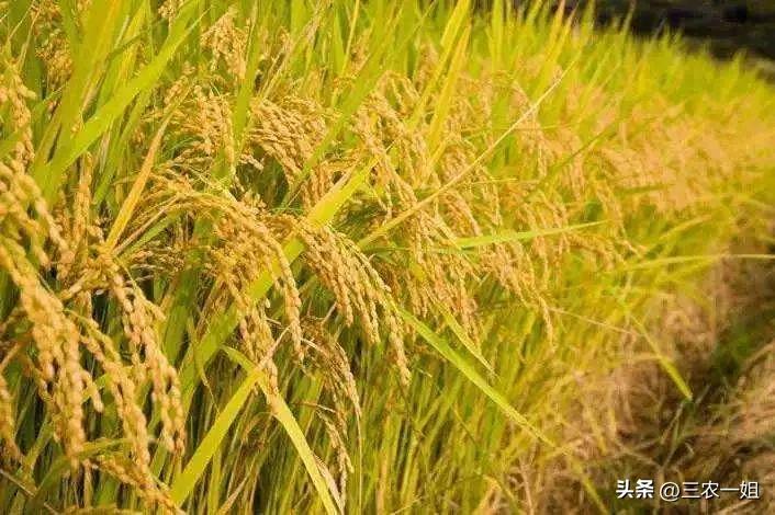 15天天气预报准确暴雨预警,天气预报大雨暴雨是什么标志