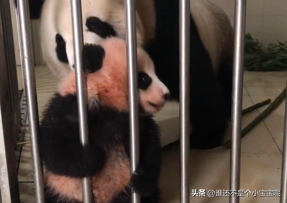 大熊猫皓月和花花,大熊猫花花有几个绯闻男友