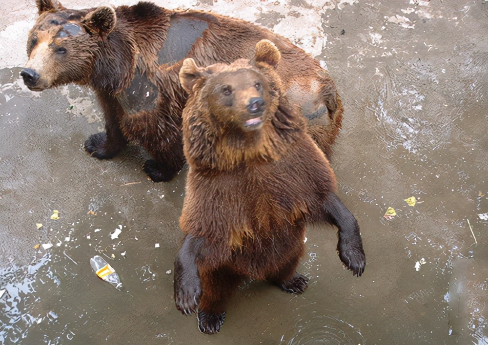 大学生伤熊事件是什么时候,大学生伤熊事件真实视频